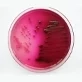 escherichia_coli_potable_water
